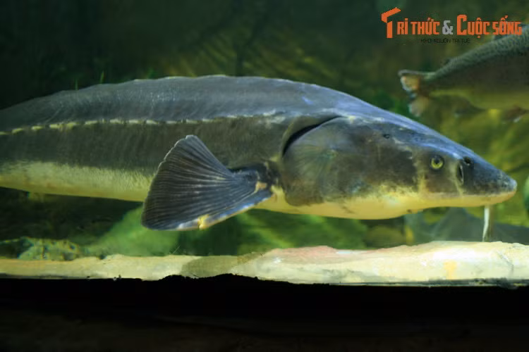 Do bị săn bắt thái quá và tình trạng ô nhiễm nước, trong tự nhiên hầu hết các loài cá tầm đã sụt giảm mạnh về số lượng, một số loài bị đẩy đến chỗ nguy cấp, đứng trước nguy cơ tuyệt chủng.