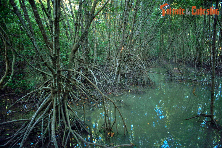 Cây đước tạo thành một phần của hệ sinh thái đất ngập mặn, có vai trò quan trọng trong sự phát triển và đa dạng hóa của động vật thân mềm. Đây là cơ sở cho sự tồn tại của nhiều loài động vật cấp cao hơn như rùa, rắn, trăn, cua, các loại cá nước lợ, ba khía, sóc v..v.