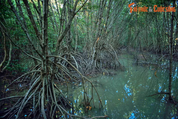 Cây đước tạo thành một phần của hệ sinh thái đất ngập mặn, có vai trò quan trọng trong sự phát triển và đa dạng hóa của động vật thân mềm. Đây là cơ sở cho sự tồn tại của nhiều loài động vật cấp cao hơn như rùa, rắn, trăn, cua, các loại cá nước lợ, ba khía, sóc v..v.