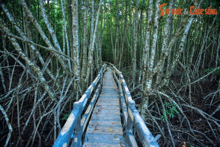 Đối với du khách phương xa, rừng đước Cà Mau là một điểm đến độc đáo không thể bỏ qua khi ghé thăm mảnh đất cực Nam của Tổ quốc.