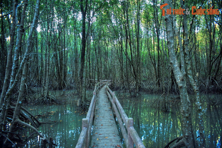 Nơi đây sở hữu một hệ sinh thái rất độc đáo và đa dạng, với thảm thực vật phong phú bao gồm nhiều loại cây: đước, mắm, vẹt, bần, dá, su, cóc, dà, chà là, nhiều loại dương xỉ và dây leo…