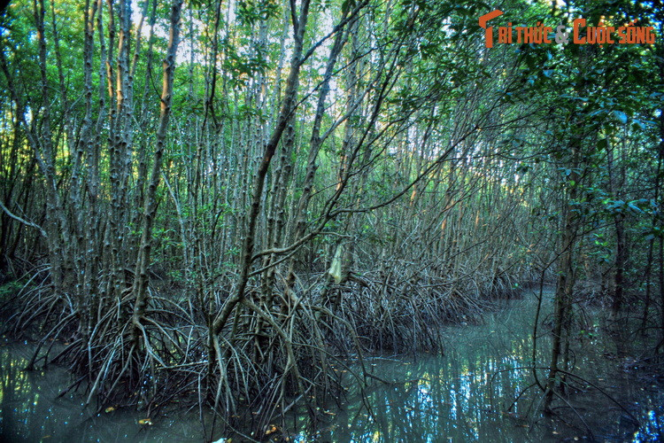Không chỉ có vai trò bảo tồn đa dạng sinh học, rừng ngập mặn Cà Mau còn là khu rừng phòng hộ ven biển có tầm quan trọng đặc biệt, được ví như lá chắn ngăn chặn xâm thực, xói lở ở dải bờ biển cực Nam tổ quốc.