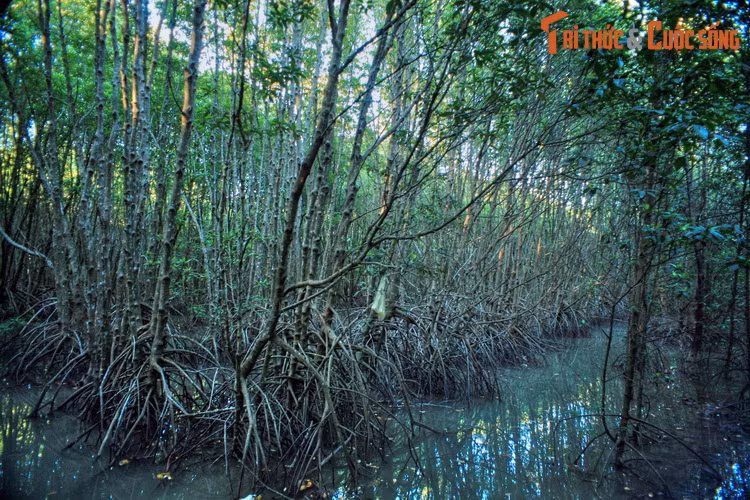 Không chỉ có vai trò bảo tồn đa dạng sinh học, rừng ngập mặn Cà Mau còn là khu rừng phòng hộ ven biển có tầm quan trọng đặc biệt, được ví như lá chắn ngăn chặn xâm thực, xói lở ở dải bờ biển cực Nam tổ quốc.