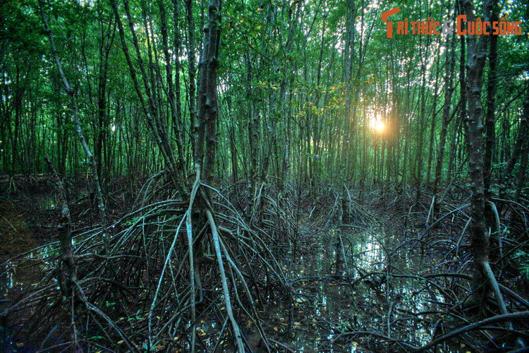 Ngoài ra, rừng ngập mặn Cà Mau có đóng vai trò điều hòa khí hậu, cân bằng xinh thái, bảo vệ môi trường, được ví như một lá phổi xanh không chỉ của riêng Việt Nam mà còn mang tầm vóc quốc tế.
