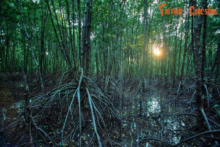 Ngoài ra, rừng ngập mặn Cà Mau có đóng vai trò điều hòa khí hậu, cân bằng xinh thái, bảo vệ môi trường, được ví như một lá phổi xanh không chỉ của riêng Việt Nam mà còn mang tầm vóc quốc tế.