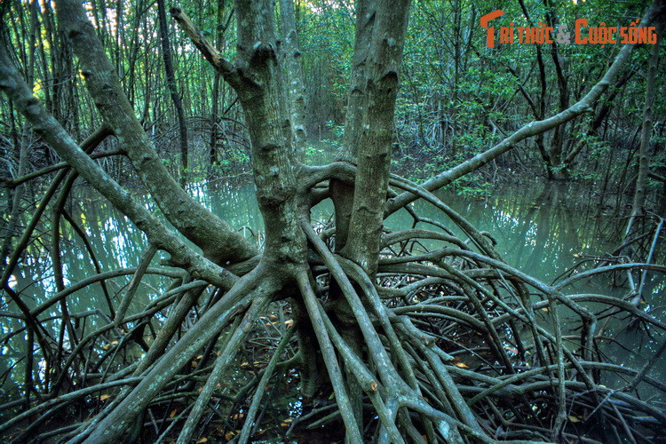 Vào năm 2003, Vườn quốc gia Mũi Cà Mau được thành lập trên cơ sở là phần lớn diện tích rừng ngập mặn Cà Mau. Đến năm 2009, UNESCO công nhận Khu dự trữ sinh quyển thế giới Mũi Cà Mau, gồm toàn bộ diện tích rừng ngập mặn này.