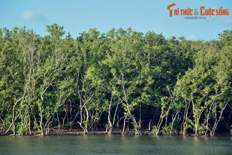Rộng gần bằng đảo quốc Singapore, rừng ngập mặn Cà Mau chính khu là rừng ngập mặn lớn thứ hai trên thế giới, chỉ sau rừng ngập mặn ở khu vực Amazon của Nam Mỹ.