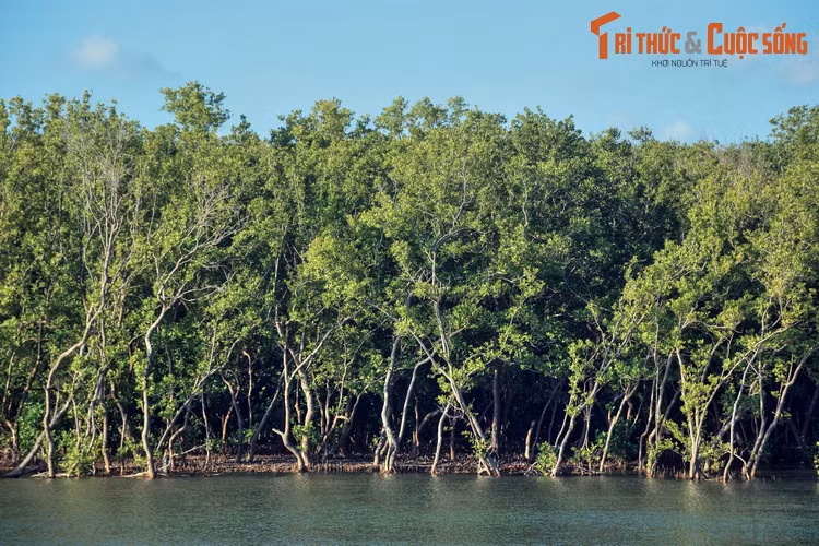 Rộng gần bằng đảo quốc Singapore, rừng ngập mặn Cà Mau chính khu là rừng ngập mặn lớn thứ hai trên thế giới, chỉ sau rừng ngập mặn ở khu vực Amazon của Nam Mỹ.
