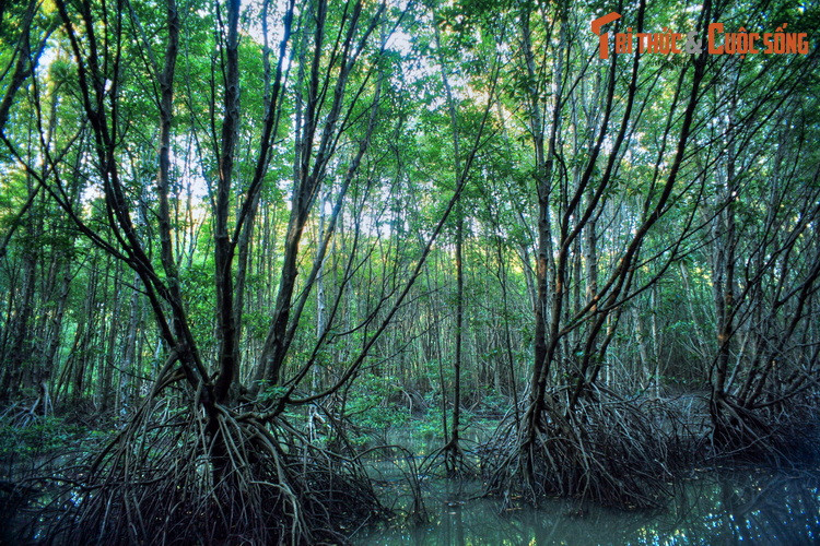 Một mặt chống xâm thực, mặt khác rừng ngập mặn còn giúp bồi biển, gia tăng diện tích lãnh thổ cho nước ta. Cụ thể, phía Tây Mũi Cà Mau có một bãi bồi rộng lớn với diện tích 6.500 ha, hàng năm nhờ phù sa bổi đắp lấn biển từ 50-80 mét.