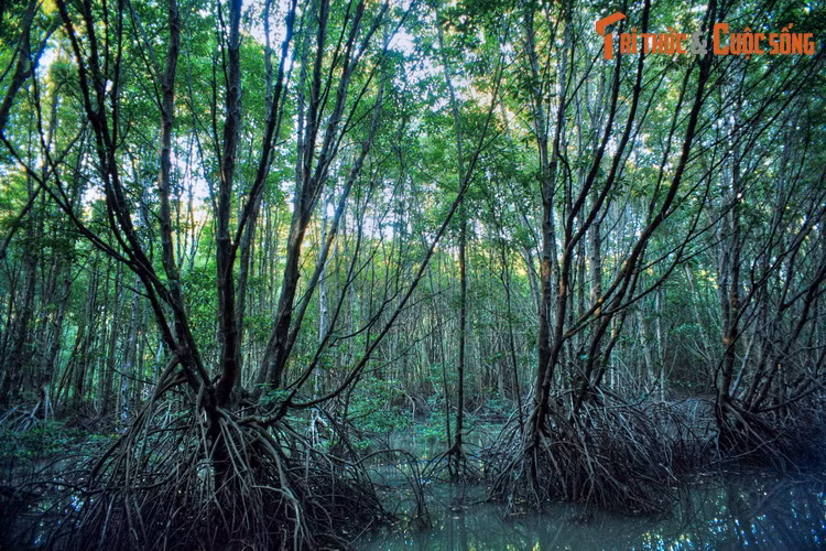 Một mặt chống xâm thực, mặt khác rừng ngập mặn còn giúp bồi biển, gia tăng diện tích lãnh thổ cho nước ta. Cụ thể, phía Tây Mũi Cà Mau có một bãi bồi rộng lớn với diện tích 6.500 ha, hàng năm nhờ phù sa bổi đắp lấn biển từ 50-80 mét.