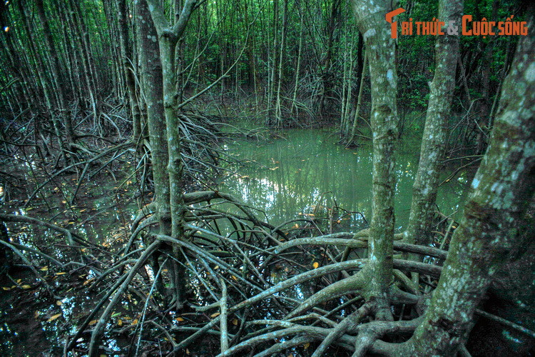 Trong đó, đước là loài cây chiếm đại đa số, tạo nên cảnh quan đặc trưng với những bộ rễ đan xen, nhô hẳn lên trên mặt nước. Điều này khiến rừng ngập mặn Cà Mau còn được gọi là rừng đước Cà Mau.