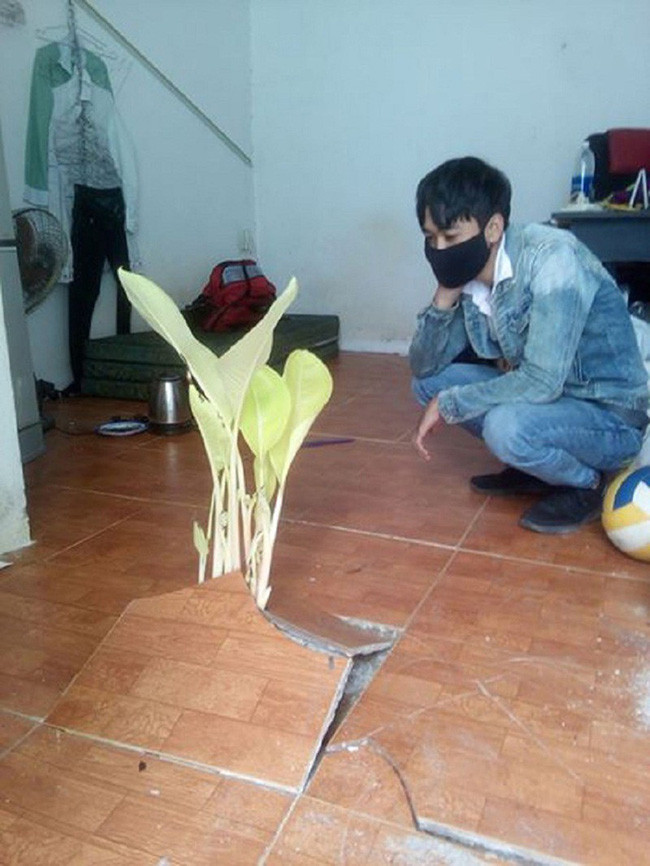 Nền nhà cũng mọc cây trông thật hài hước.