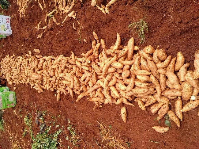 Khoai lang mật Trung Quốc đều củ, vỏ nhẵn nhụi, màu vàng nâu và giá rẻ chỉ bằng 1/3 khoai lang mật Đà Lạt.