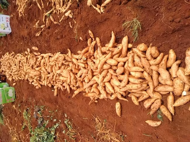 Khoai lang mật Trung Quốc đều củ, vỏ nhẵn nhụi, màu vàng nâu và giá rẻ chỉ bằng 1/3 khoai lang mật Đà Lạt.