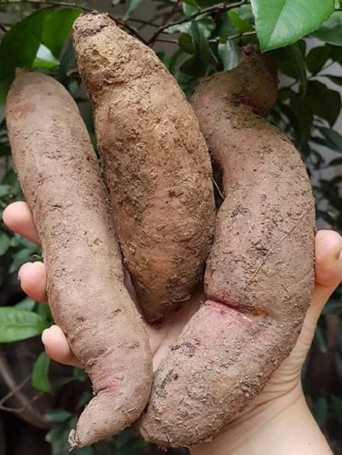 Khoai lang mật Đà Lạt có vỏ màu tím đậm gần giống với giống khoai lang Nhật - Ảnh: Huyền Trang.