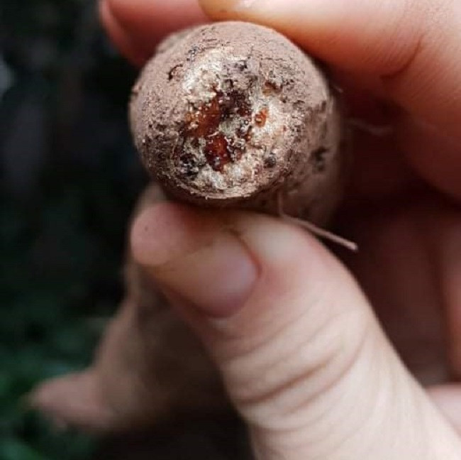 Nếu để lâu, khoai lang mật Đà Lạt có mật kết lại thành màu đen ở đầu củ - Ảnh: Huyền Trang.