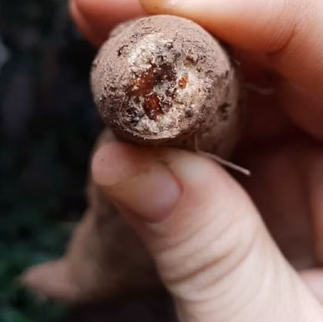 Nếu để lâu, khoai lang mật Đà Lạt có mật kết lại thành màu đen ở đầu củ - Ảnh: Huyền Trang.