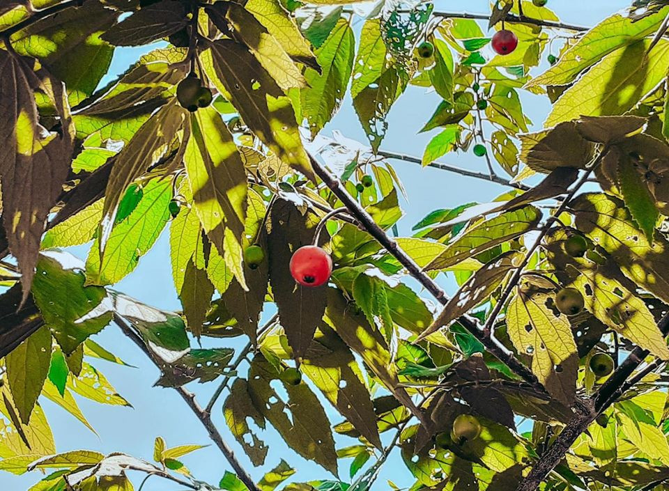 Món ăn "thần thánh" của lũ trẻ 8X, 9X ngày trước. Cứ tranh thủ trưa nắng, trốn ba trốn mẹ đi trèo cây, hái trộm.