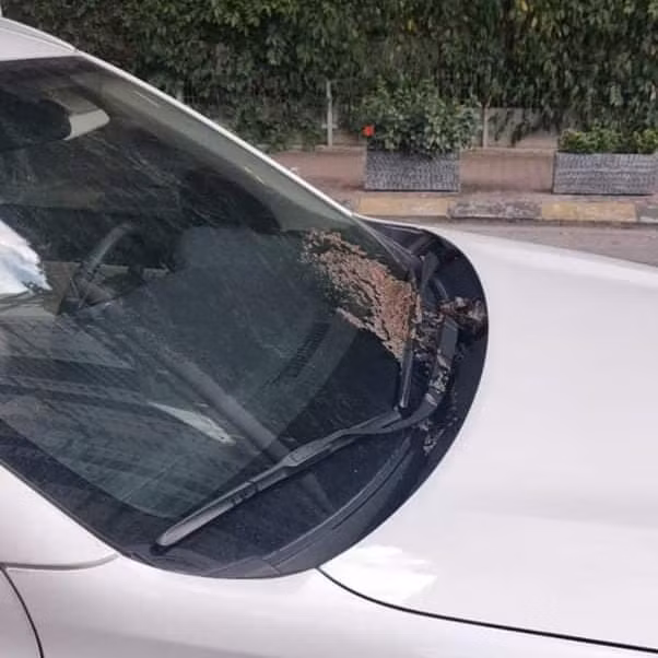 Trong loạt ảnh đính kèm bài viết, dễ dàng nhận thấy người dân đã dùng mắm tôm "tưới" lên đầu xe, có lẽ khi đi tìm ô tô của mình, không ít chủ xe đã phải "sốc nặng" khi thấy hình ảnh này.