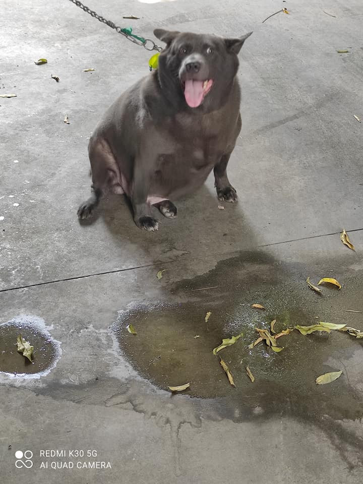 Những hình ảnh này cho thấy một chú chó có ngoại hình khá giống với Nguyễn Văn Dúi, nhất là ở màu lông.