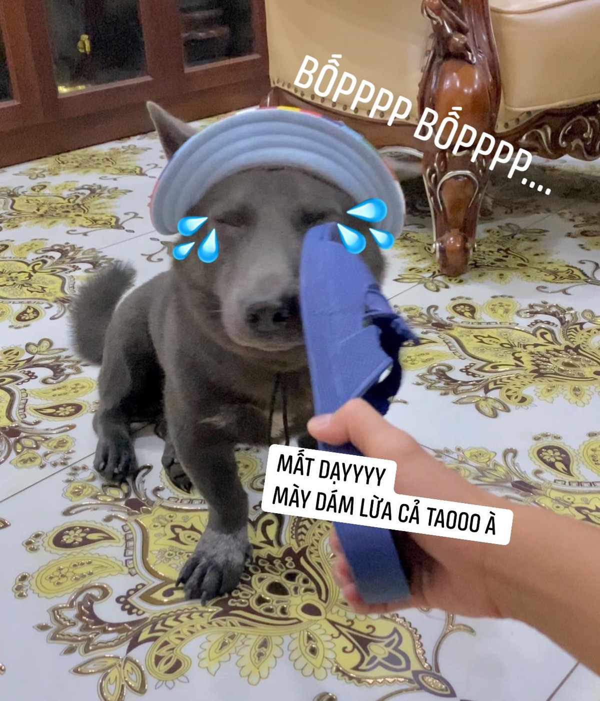 Sau khi những hình ảnh "fake" được đăng tải, nhiều dân mạng đã đính chính lại rằng Idol Dúi ngày nào hiện vẫn thon thả và sống hạnh phúc, thoải mái cùng người chủ năm nào.