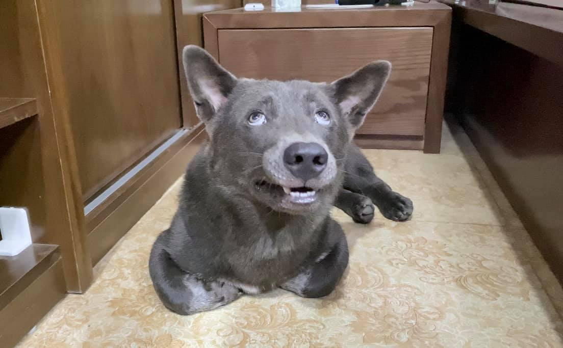 Dúi bây giờ có khuôn mặt thon gọn, tuy hơi tiếc vẻ bầu bĩnh khi xưa nhưng thôi đó cũng là giai đoạn phát triển cần phải có.