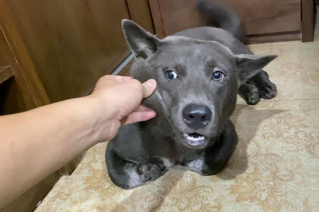 Đôi tai cụp nay đã vừa to vừa dựng đứng lên khá lạ lẫm, tỏ rõ sự trưởng thành.