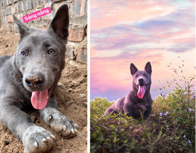 Mới đây trên MXH còn xuất hiện loạt ảnh được cho là Dúi idol với chiếc bụng mỡ nặng nề ngồi chơi trên sàn đất khiến dân mạng cứ thế tiếc nuối mãi diện mạo khi xưa.