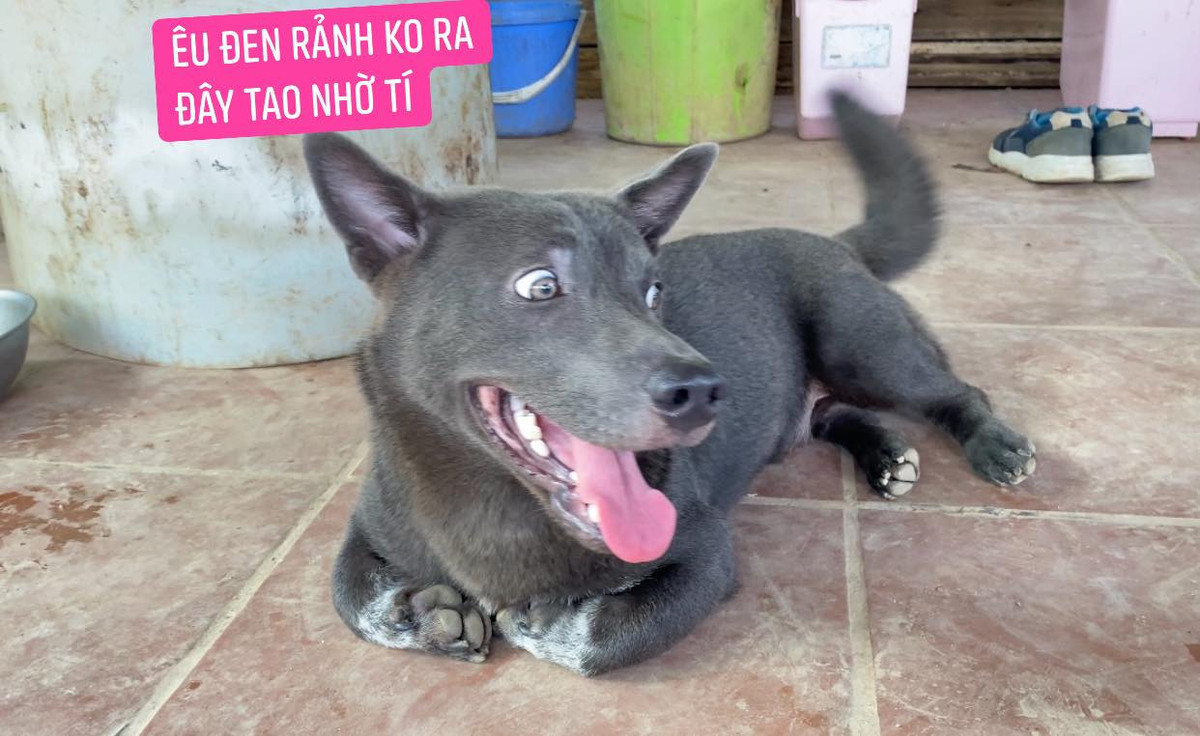 Sự thay đổi lớn nhất có lẽ là ngoại hình của Dúi. Chú chó chân ngắn lũn chũn ngày nào giờ đã thành một "anh chàng'' có đôi chân dài, mõm dài hơn và thân hình cũng rắn rỏi hơn.