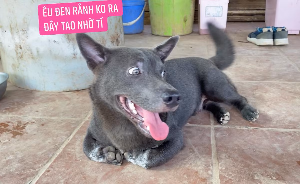 Sự thay đổi lớn nhất có lẽ là ngoại hình của Dúi. Chú chó chân ngắn lũn chũn ngày nào giờ đã thành một "anh chàng'' có đôi chân dài, mõm dài hơn và thân hình cũng rắn rỏi hơn.