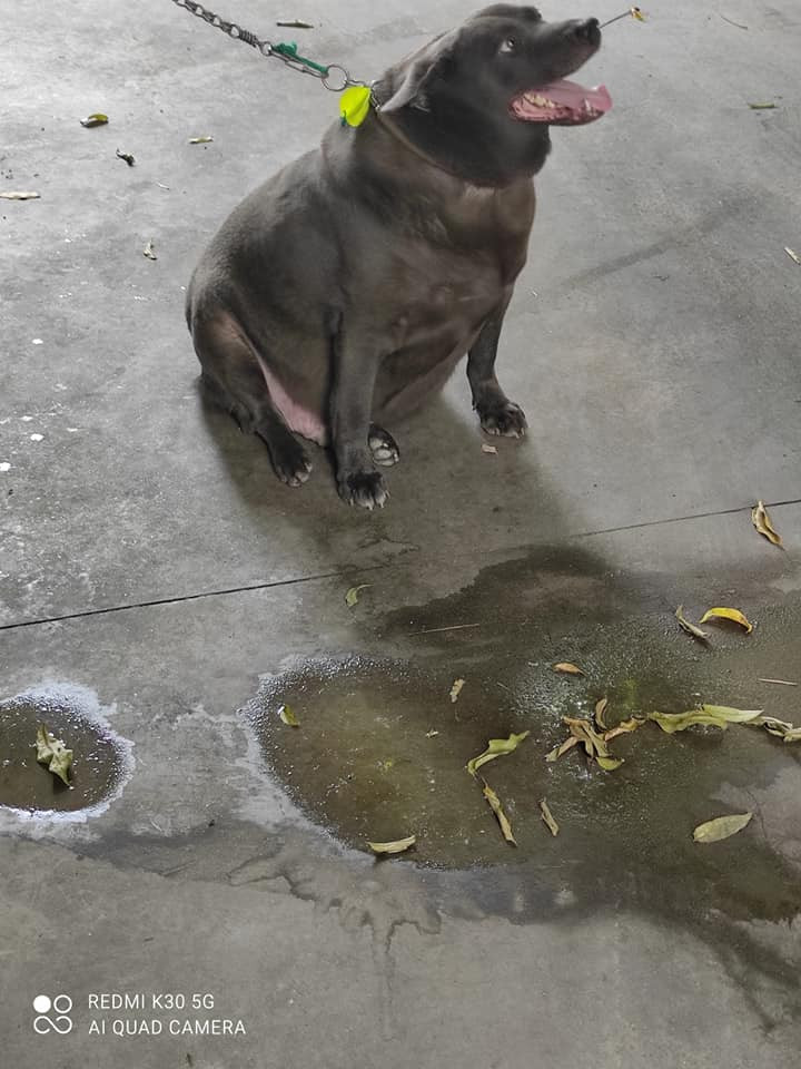 Tuy nhiên, thân hình của con chó này rất béo phệ, không được nhanh nhẹn cho lắm. Nhiều người đã ngay lập tức vào bình luận và tỏ ra tiếc nuối rằng Dúi có lẽ đã dậy thì không thành công thật sự rồi.