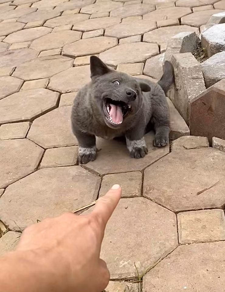 Không thể phủ nhận rằng Nguyễn Văn Dúi là một trong những chú chó nổi tiếng nhất nhì mạng xã hội cho đến thời điểm này.