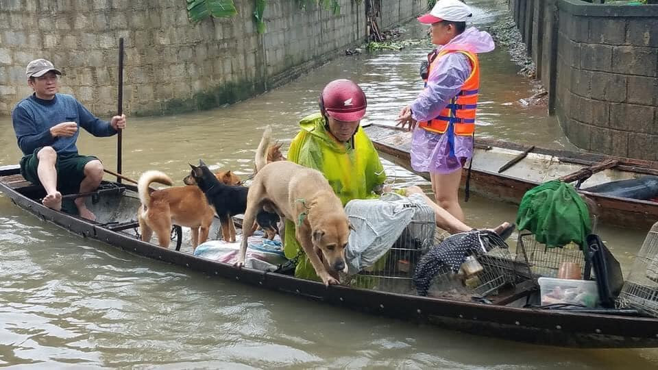 Dưới áp lực của thiên tai, người miền Trung nghĩa tình hầu như không hề bỏ rơi bất cứ vật nuôi nào.