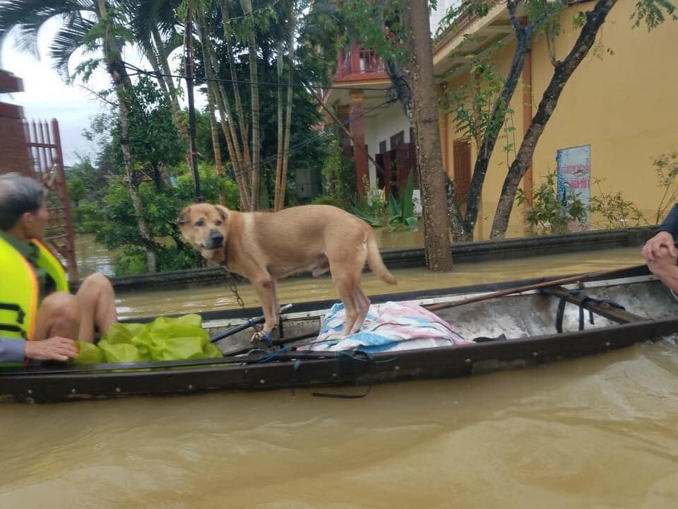 Nhìn thấy những hình ảnh cảm động và ấm áp ấy, cộng đồng mạng chỉ mong sao cơn bão mau qua, trả lại yên bình cho người dân và cảnh vật miền Trung.