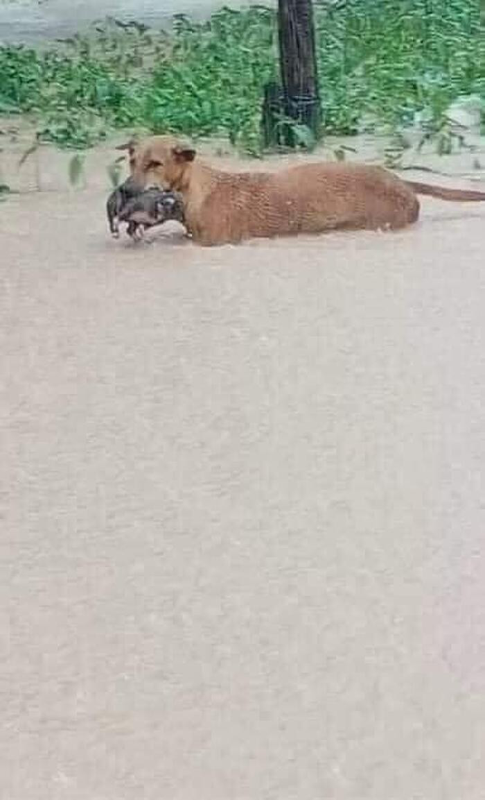 Hình ảnh chó mẹ tha con "lội lụt" trong khi trời thì mưa tầm tã vào nước ngập cao. Ai nấy đều rơi nước mắt khi nghĩ đến tình cảnh của người và vật ở miền Trung hiện nay.