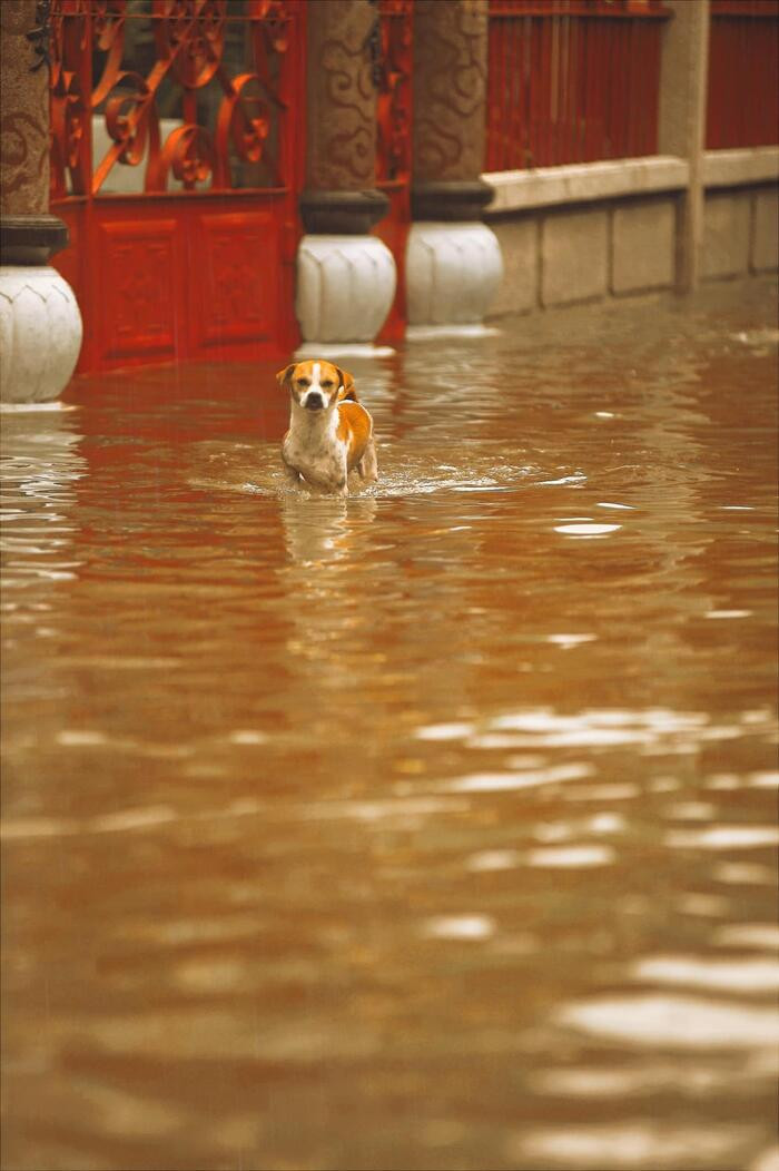 Những chú chó luôn trong tình trạng lội bì bõm dưới nước để di chuyển.