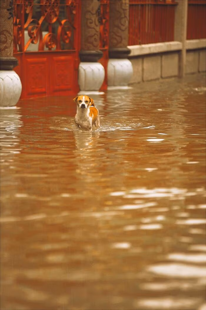 Những chú chó luôn trong tình trạng lội bì bõm dưới nước để di chuyển.