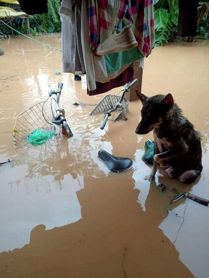 Những cắp mắt ngơ ngác nhìn nước lũ tràn về, chúng không biết số phận mình sẽ ra sao khi người thân của chúng cũng phải chạy sống từng ngày.