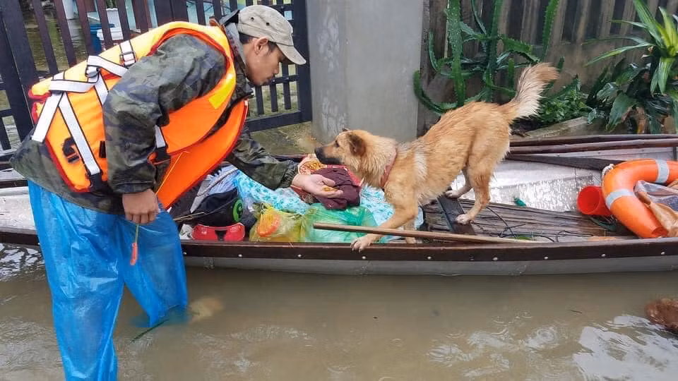 Những chú chó cưng được người dân gửi gắm đội cứu hộ.