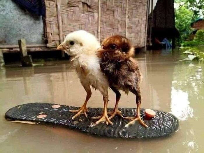  Mưa lũ miền Trung ngày càng trở nên nặng nề, khiến hàng nghìn ngôi nhà bị nhấn chìm, nhiều khu vực bị cô lập. Tài sản, gia súc, gia cầm của nhiều hộ dân nhanh chóng được di tản để giảm thiểu thiệt hại về kinh tế.