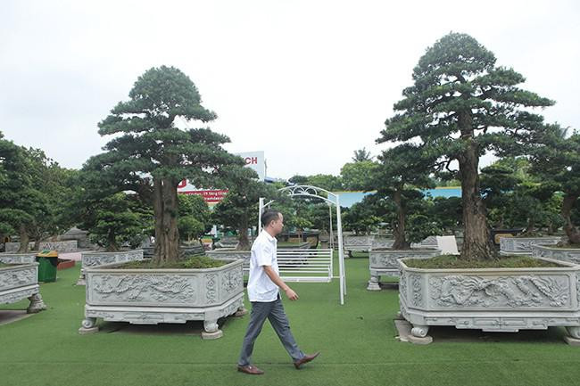 Man nhan cay tung “la” khien dai gia vac bao tai tien den mua