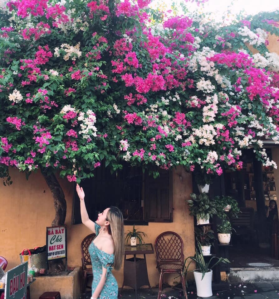 Dàn hoa giấy này vẫn luôn là nơi lý tưởng trong trí nhớ của nhiều bạn trẻ mỗi dịp đi du lịch đến Hội An.