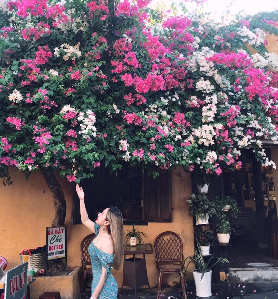 Dàn hoa giấy này vẫn luôn là nơi lý tưởng trong trí nhớ của nhiều bạn trẻ mỗi dịp đi du lịch đến Hội An.