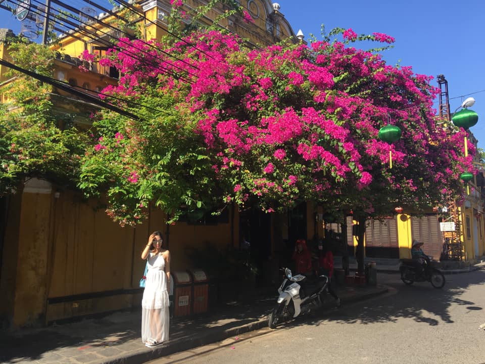 Những du khách từng đến Hội An sẽ tiếc nuối vì những dàn hoa giấy tại góc đường Hoàng Văn Thụ- một trong những biểu tượng du lịch đặc trưng của nơi đây.