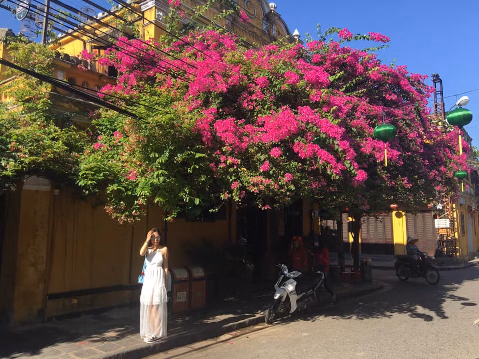 Những du khách từng đến Hội An sẽ tiếc nuối vì những dàn hoa giấy tại góc đường Hoàng Văn Thụ- một trong những biểu tượng du lịch đặc trưng của nơi đây.