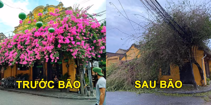 Giàn hoa giấy mộng mơ ngày nào giờ chỉ còn là đống hoang tàn.