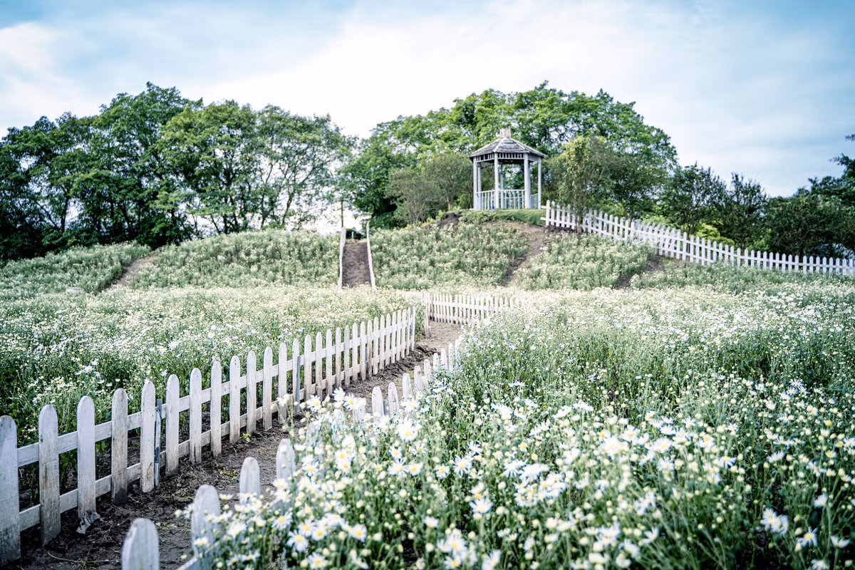 Cuc hoa mi no som, gioi tre Ha thanh keo nhau “check-in” cuc dinh