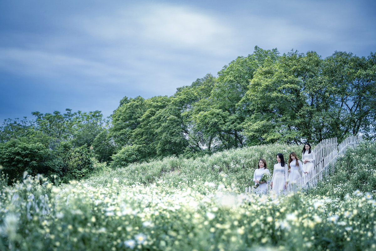 Loài hoa mang màu trắng tinh khôi, mỏng manh nhưng có sức sống mãnh liệt bung nở giữa lòng thủ đô.