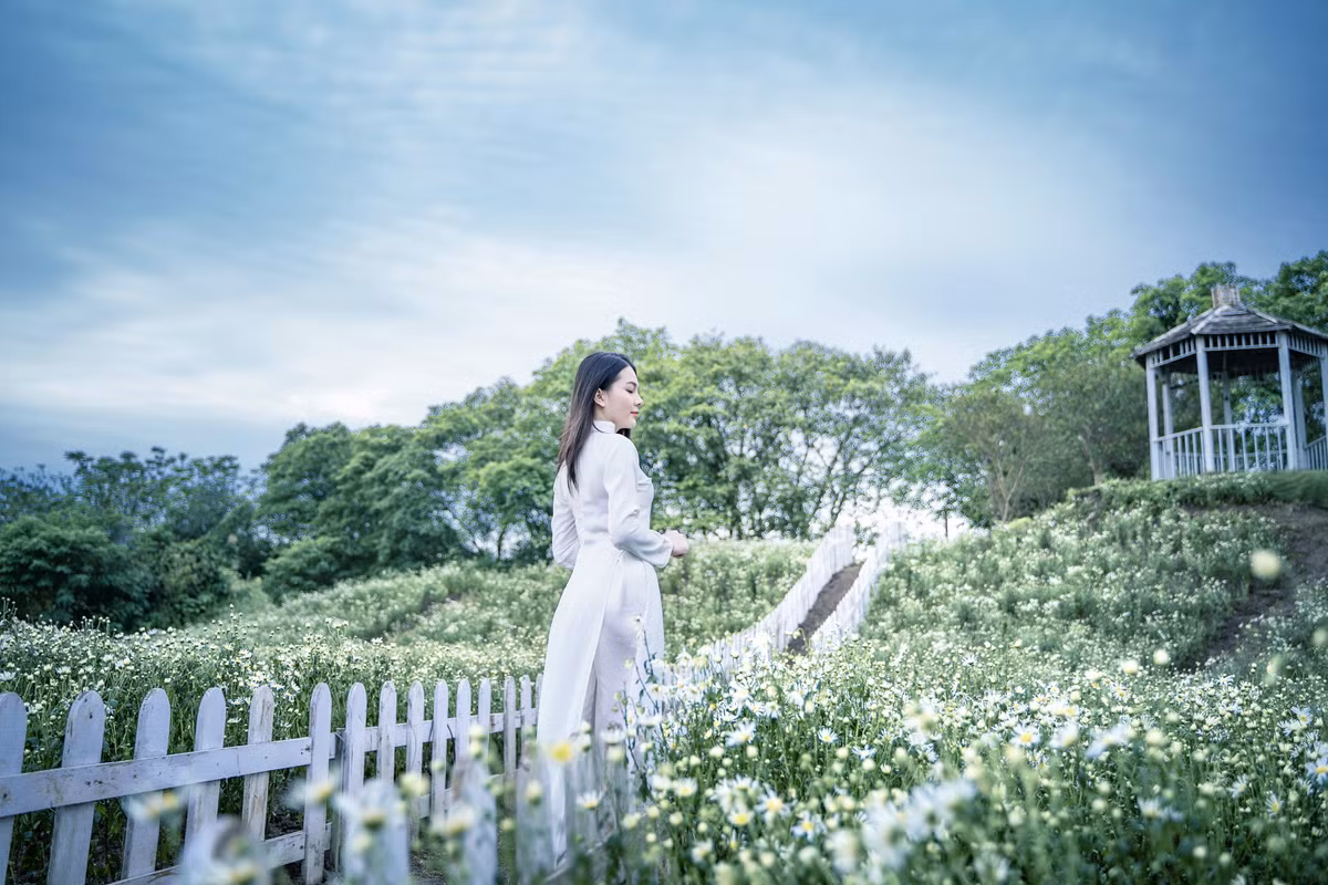 Thời điểm này, do Hà Nội đang ở mùa ít hoa nên thông tin về vườn hoa cúc hoạ mi nở rộ sớm đã được truyền tai nhau.