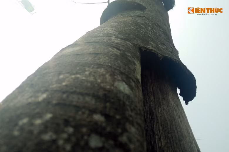 Theo một số người dân sinh sống gần khu vực, các cây xanh bị chết hầu như không được chăm sóc cẩn thận và không được tưới nước thường xuyên. "Mấy tuần trước chỉ có vài cây bị chết nhưng càng ngày số lượng cây chết càng tăng lên. Tôi không thấy cây ở đây được tưới nước thường xuyên, đến bây giờ cây chết rồi cũng không thấy đơn vị chức năng liên quan xử lý để đảm bảo an toàn cho người đi đường", anh Nguyễn Văn Thắng (25 tuổi, Long Biên, Hà Nội) cho hay.